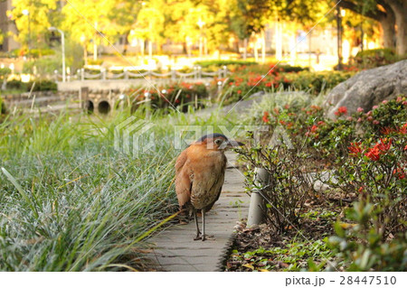 動物 動物学 鳥 28447510