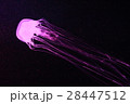 水母 メドゥーサ メデューサ 28447512