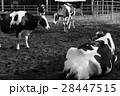 牛 雄牛 雄牛座 28447515