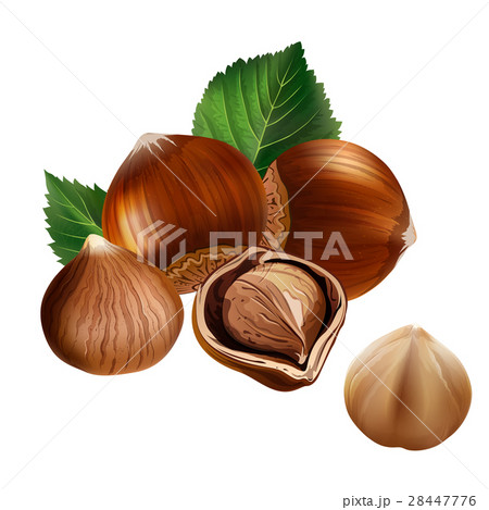 Hazelnuts on white background 28447776