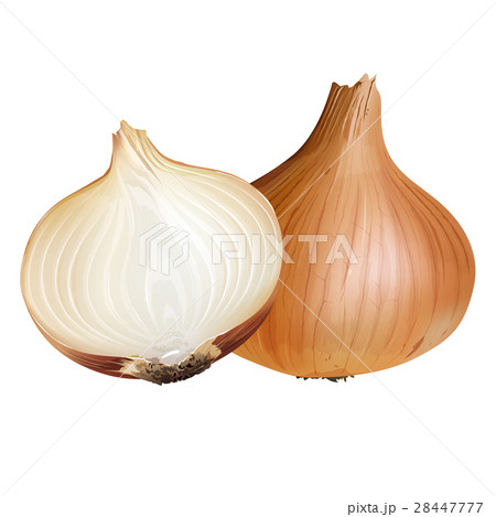 Onion on white background Onion on white background 28447777