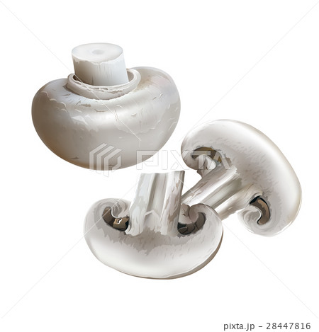 Champignon on white background 28447816