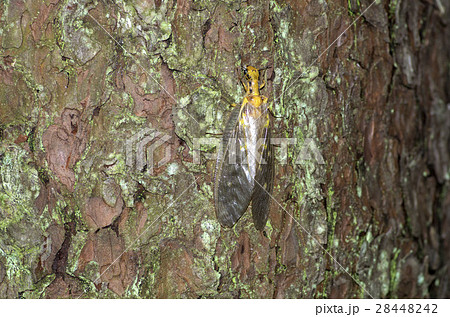 ヘビトンボ 28448242