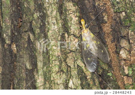 ヘビトンボ 28448243