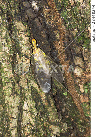 ヘビトンボ ヘビトンボ 28448244