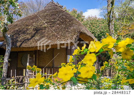 京都 落柿舎 春 京都 落柿舎 春 28448317