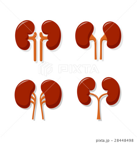 Kidney Collection 28448498
