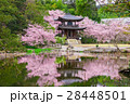 京都　勧修寺　桜　 28448501