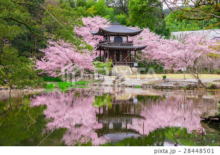 京都　勧修寺　桜　 28448501