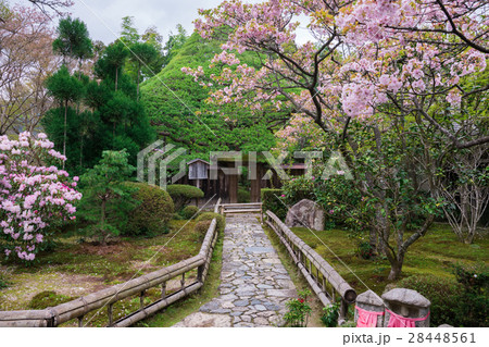 京都　宝泉院の桜と五葉松 28448561