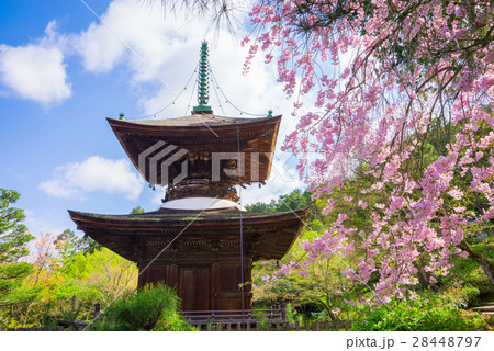 京都　常寂光寺の多宝塔と桜 28448797