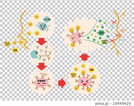 花粉症・アレルギーのメカニズム 28449429