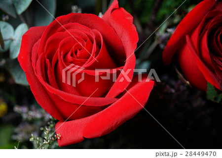 Close up of Red Roses 28449470