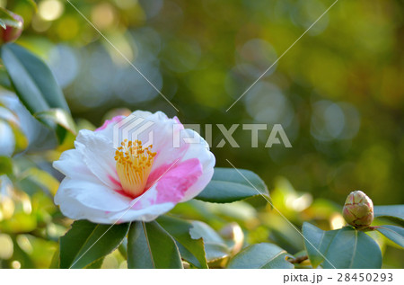 サザンカ 28450293