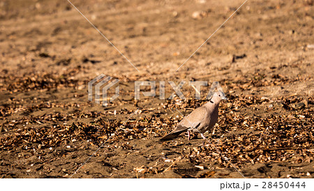 One small bird on a beach sand One small bird on a beach sand 28450444