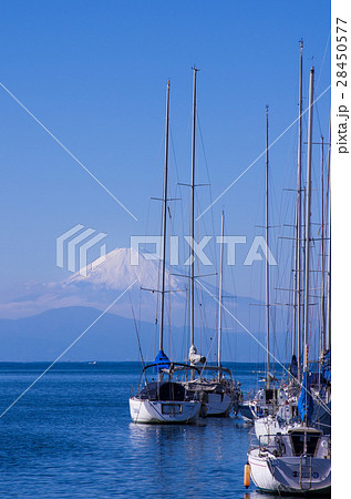 諸磯湾からの富士山 諸磯湾からの富士山 28450577
