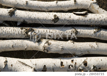 birch logs birch logs 28450735