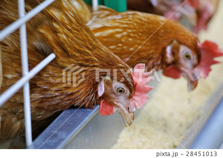 Red chickens 28451013