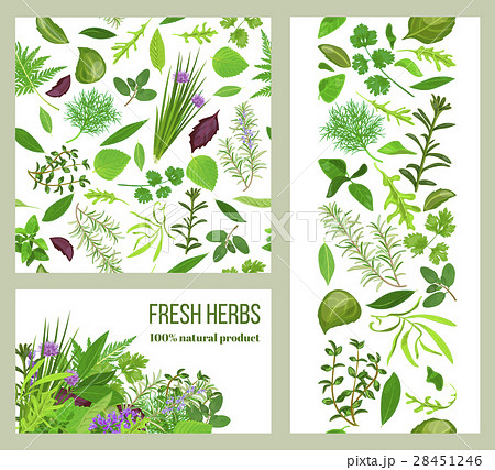 Realistic popular culinary herbs. Labels set. 28451246