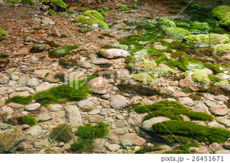 Forest stream running over mossy rocks. The Forest stream running over mossy rocks. The 28451671