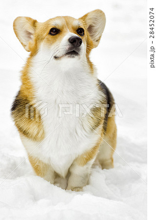 Dog on a winter walk 28452074