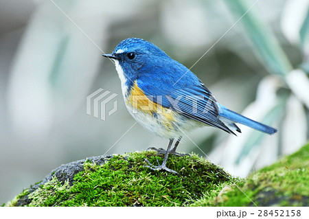 ルリビタキの雄 28452158