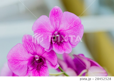 beautiful orchid on blur background.  28452528