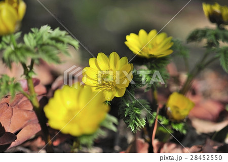 花、福寿草＠自宅の庭、堺市、大阪府 28452550