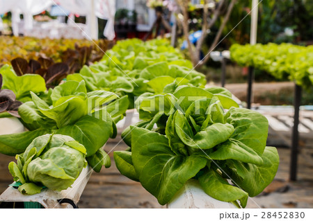 Organic hydroponic vegetables Vertical garden 28452830