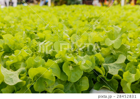 Organic hydroponic vegetables Vertical garden 28452831