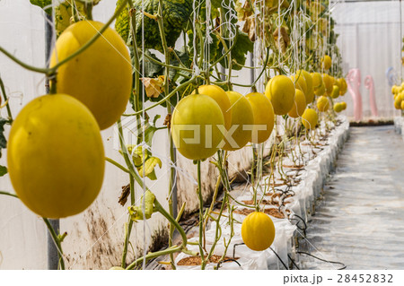 Yellow Cantaloupe melon growing in a greenhouse. 28452832