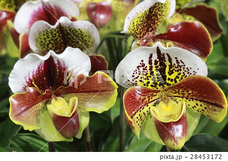 パフィオペディルム パフィオペディルム 28453172