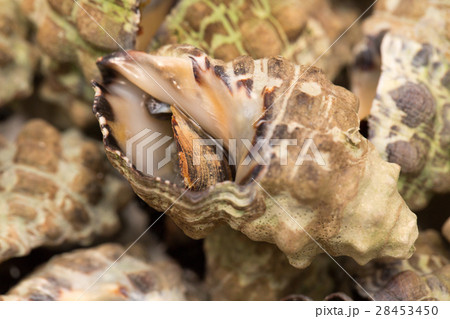 イボニシ イボニシ 28453450