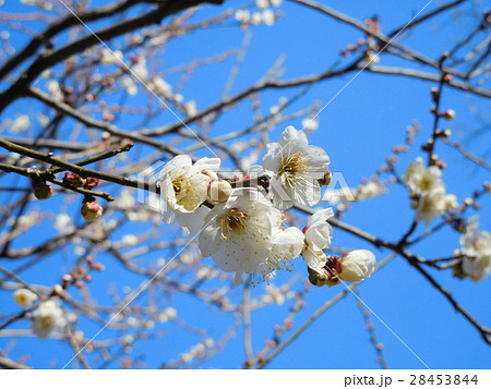 梅   白梅 28453844