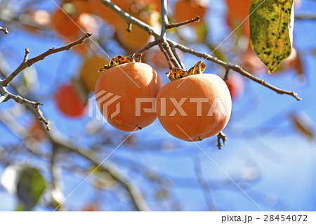 柿の実 28454072