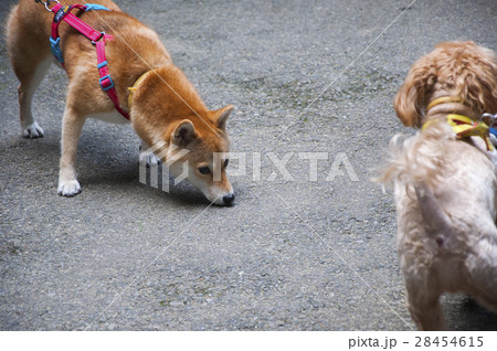 犬 狗 わんこ 28454615