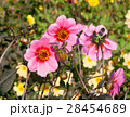 beautiful pink dahlias 28454689