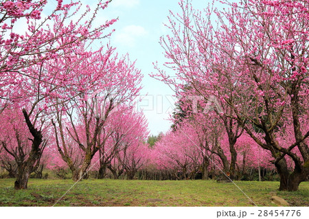 桃の花 28454776