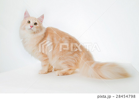 猫 見上げる 茶色 クリーム 長毛種 白背景の写真素材