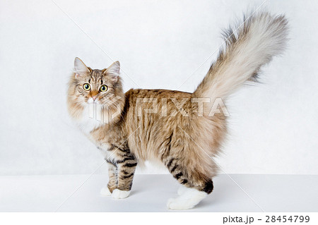 猫 見つめる しっぽ 尻尾 長毛種 茶色 タビー 白背景の写真素材