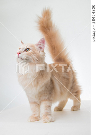 猫 見上げる 見つめる しっぽ 尻尾 長毛種 茶色 クリーム 白背景の写真素材