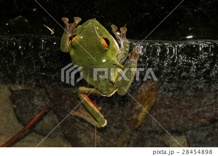 アマガエル 雨蛙 雨がえる 28454898