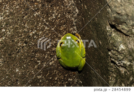 アマガエル 雨蛙 雨がえる 28454899