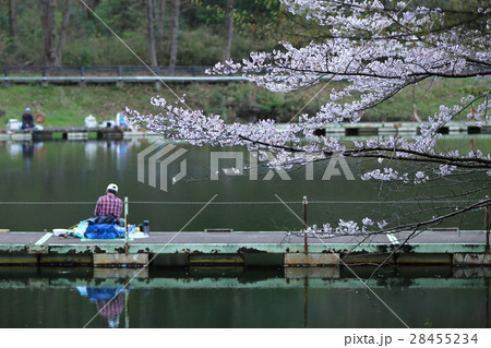 釣り人と桜 釣り人と桜 28455234