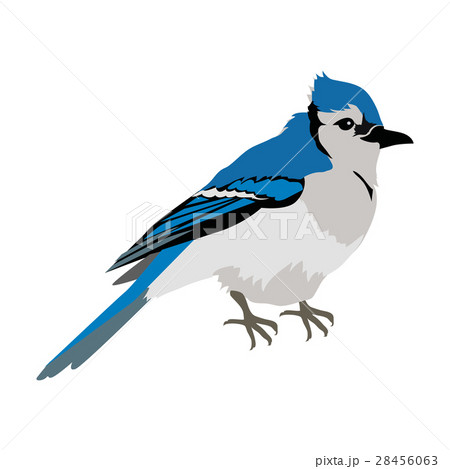 Blue Jay Flat Design Vector Illustration 28456063