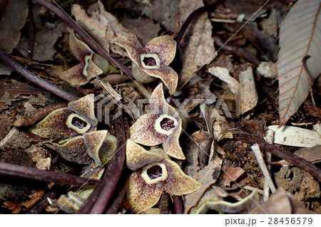 ゼニバサイシン ゼニバサイシン 28456579