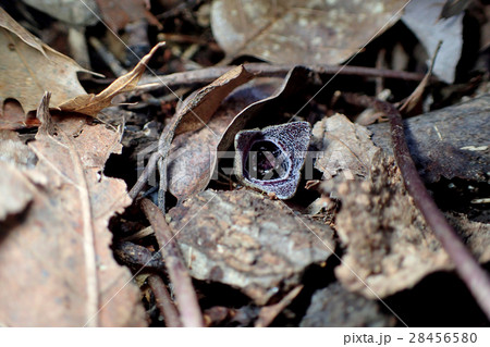 ゼニバサイシン ゼニバサイシン 28456580