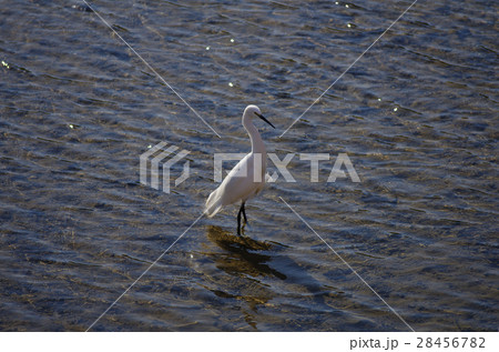 白鷺 白鷺 28456782
