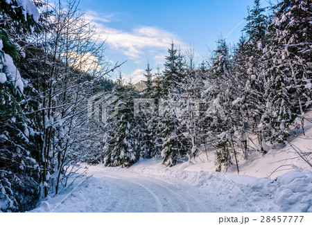 snowy road through spruce forest 28457777