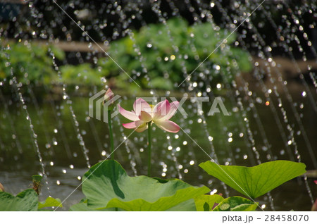 蓮の花 28458070